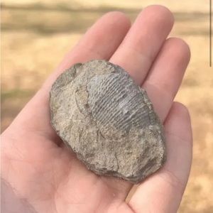 Oklahoma Fossil Brachiopod Linoproductus Devonian Age #401206